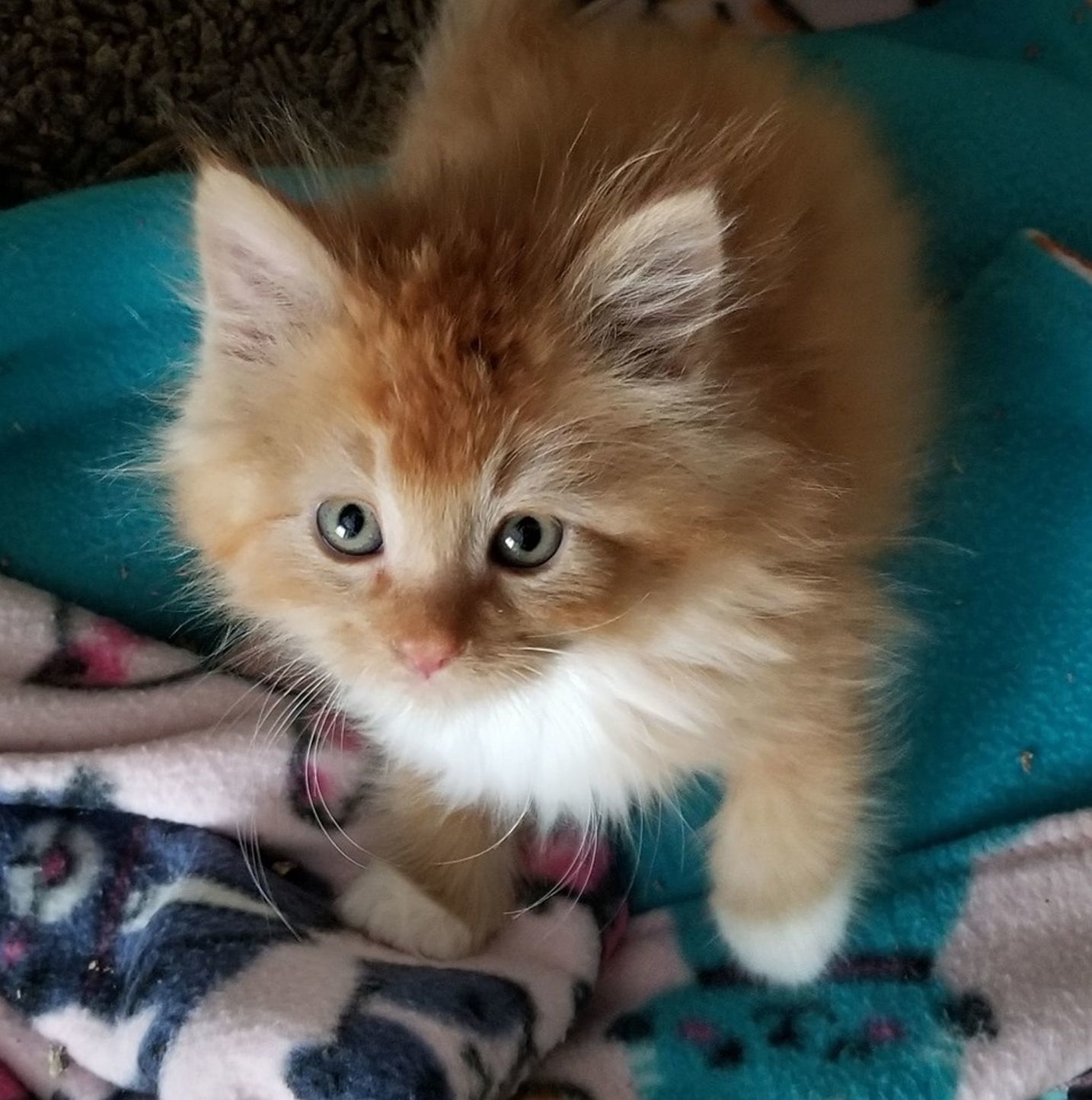 Adopt a Pet | Sonic